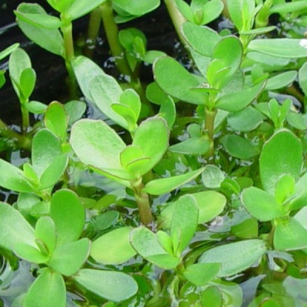 Bacopa Monnieri - Neer Brahmi Plant